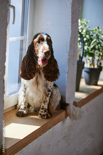 Cheerful, purebred, beautiful dog, english springer spaniel sitting near window at home on warm sunny day. Concept of domestic animal, pet, care, friend, coziness, vet, ad