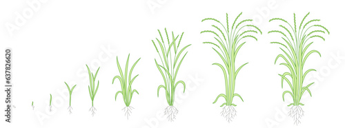 Rice plant growing cycle. Growing stages progression. Editable outline stroke. Vector line.