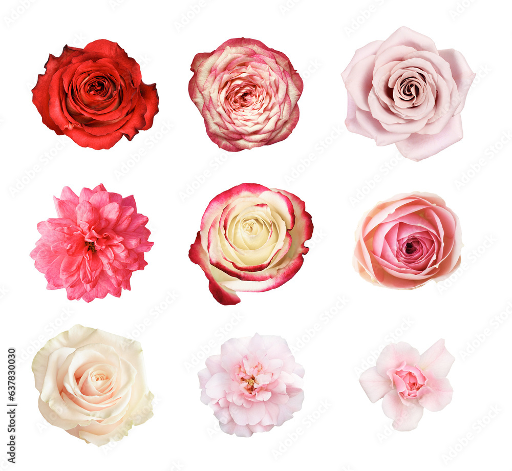 Set of different rose flowers isolated on white or transparent background Set of different rose flowers isolated on white or transparent background
