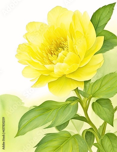 Watercolor Illustration of A Tapestry of Petals: Exploring the Allure of Peony