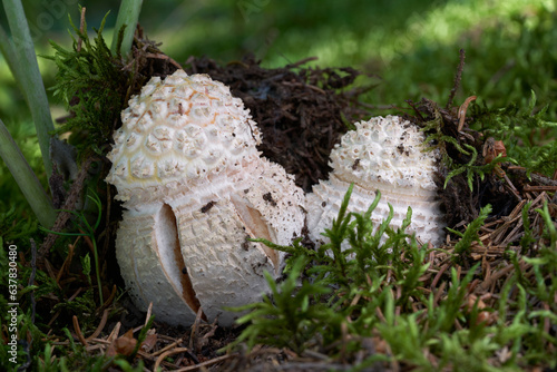 Fotografie Poisonous mushroom Amanita muscaria in the moss