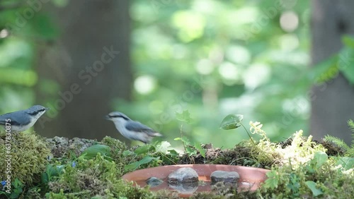 The two nuthatch bird on the forest ground hopping around in Estonia