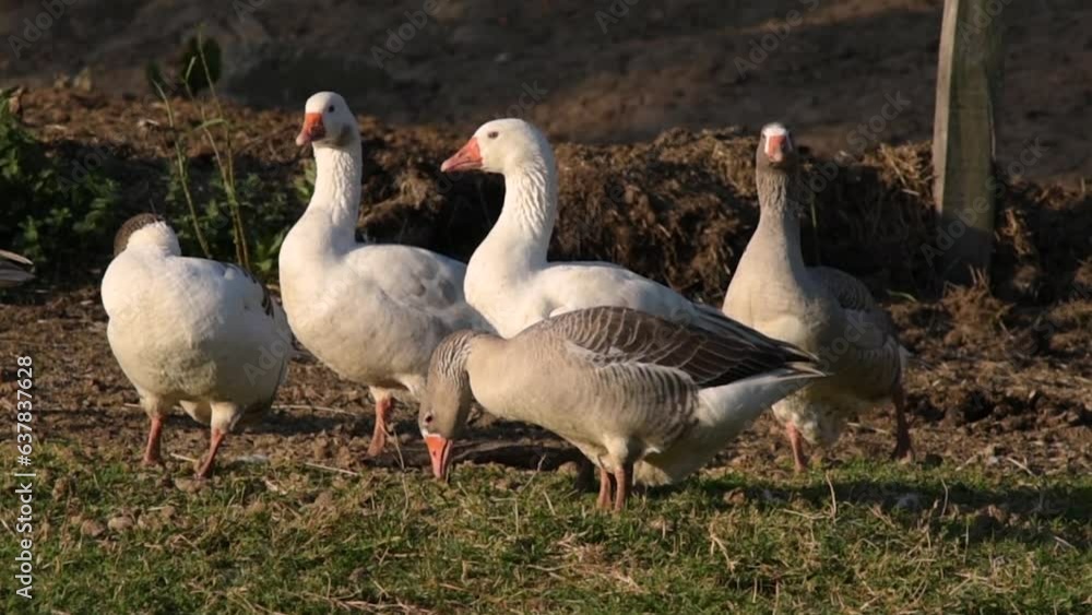 Domestic geese feeding and resting at the end of the day Domestic geese feeding and resting at the end of the day