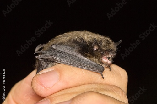 The whiskered bat (Myotis mystacinus) on the hand of a chiropterologist 