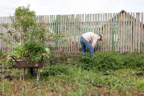Photography A young man uproots weeds in the garden with a shovel and puts weeds in a cart