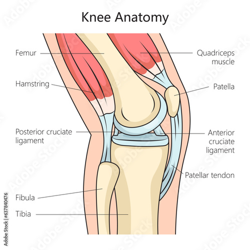 Anatomy of the human knee joint side view structure diagram schematic vector illustration. Medical science educational illustration