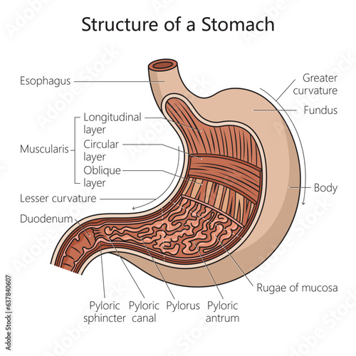Structure of stomach diagram schematic vector illustration. Medical science educational illustration