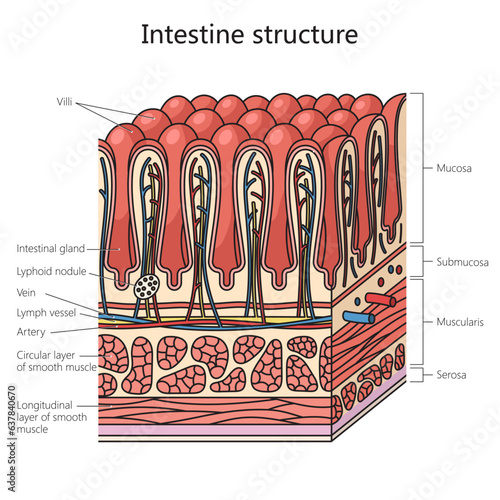 Human gut structure intestinal wall diagram schematic vector illustration. Medical science educational illustration photo