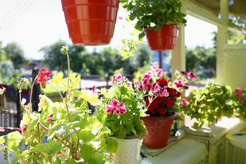Flowers in pots on the balcony window sill window spring background in sunny summer rays in autumn photo