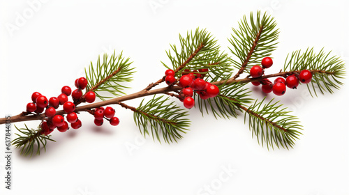 Pine branch with berries isolated on white background 