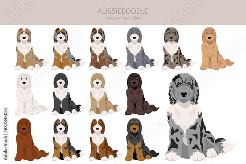 Fototapeta Naklejka Na Ścianę i Meble -  Aussiedoodle clipart. Aussie Poodle mix. Different coat colors set