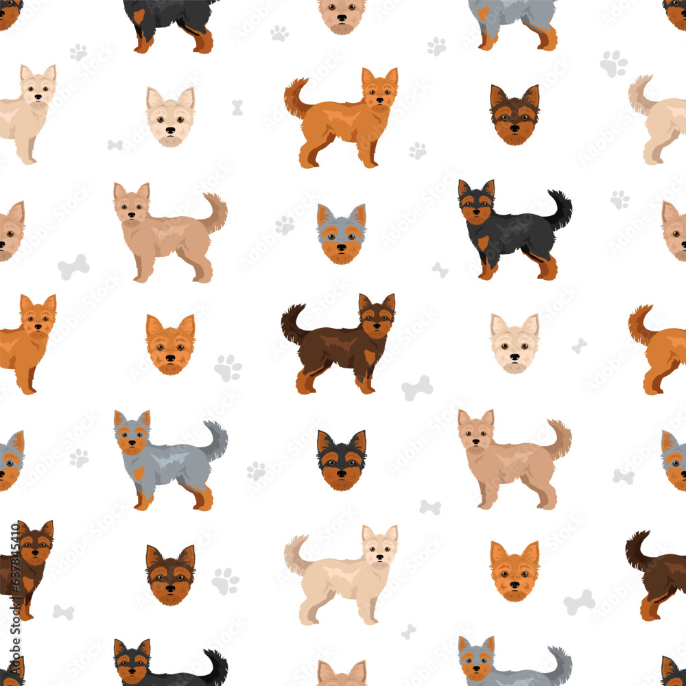 Fototapeta premium Chorkie seamless pattern. Chihuahua Yorkshire terrier mix. Different coat colors set