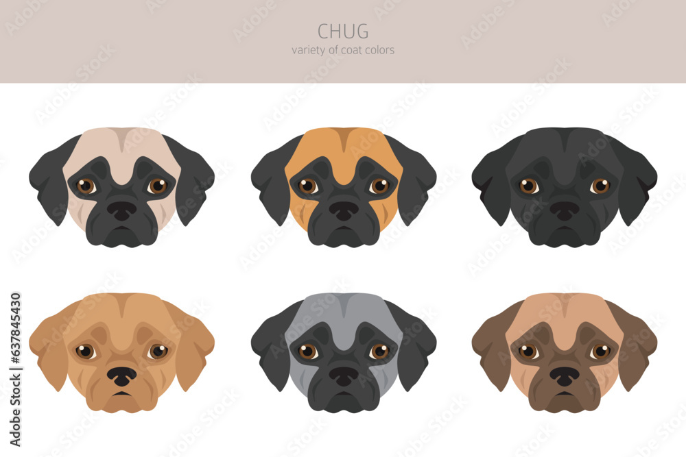 Obraz premium Chug clipart. Chihuahua Pug mix. Different coat colors set