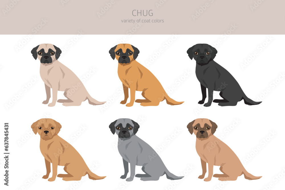 Chug clipart. Chihuahua Pug mix. Different coat colors set