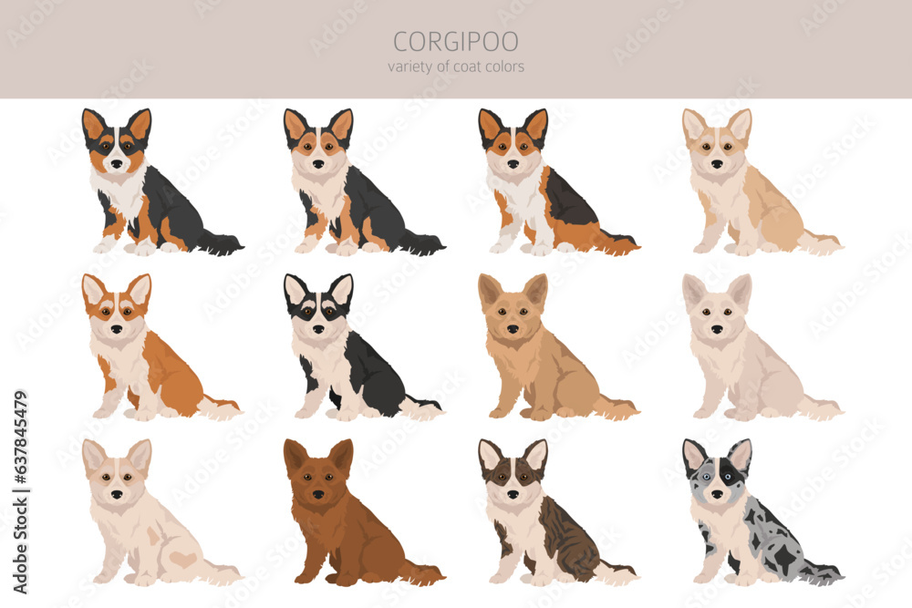 Corgipoo clipart. Welsh corgi Poodle mix. Different coat colors set Corgipoo clipart. Welsh corgi Poodle mix. Different coat colors set