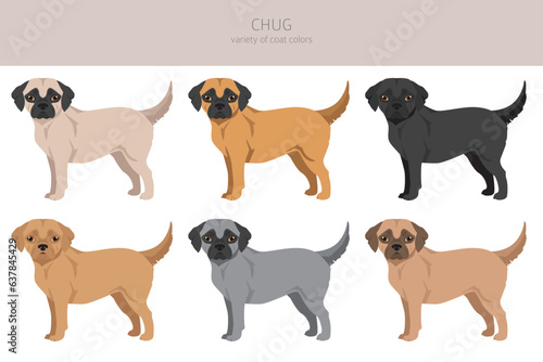 Foto Chug clipart. Chihuahua Pug mix. Different coat colors set