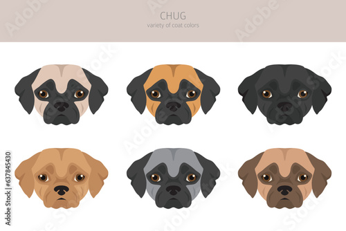 Fototapeta Naklejka Na Ścianę i Meble -  Chug clipart. Chihuahua Pug mix. Different coat colors set