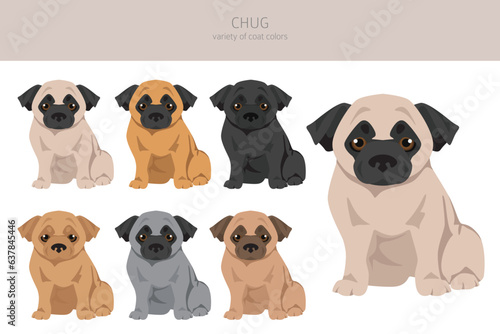 Chug clipart. Chihuahua Pug mix. Different coat colors set photo