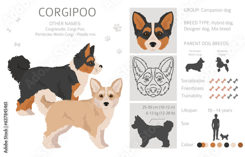 Corgipoo clipart. Welsh corgi Poodle mix. Different coat colors set