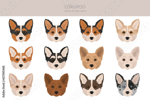 Corgipoo clipart. Welsh corgi Poodle mix. Different coat colors set
