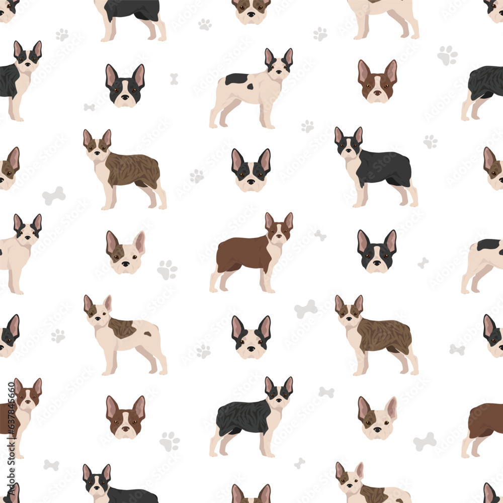 Frenchton seamless pattern. French bulldog Boston terrier mix. Different coat colors set Frenchton seamless pattern. French bulldog Boston terrier mix. Different coat colors set