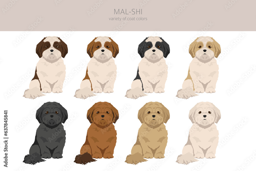 Mal-Shi clipart. Maltese Shih-Tzu mix. Different coat colors set Stock ...