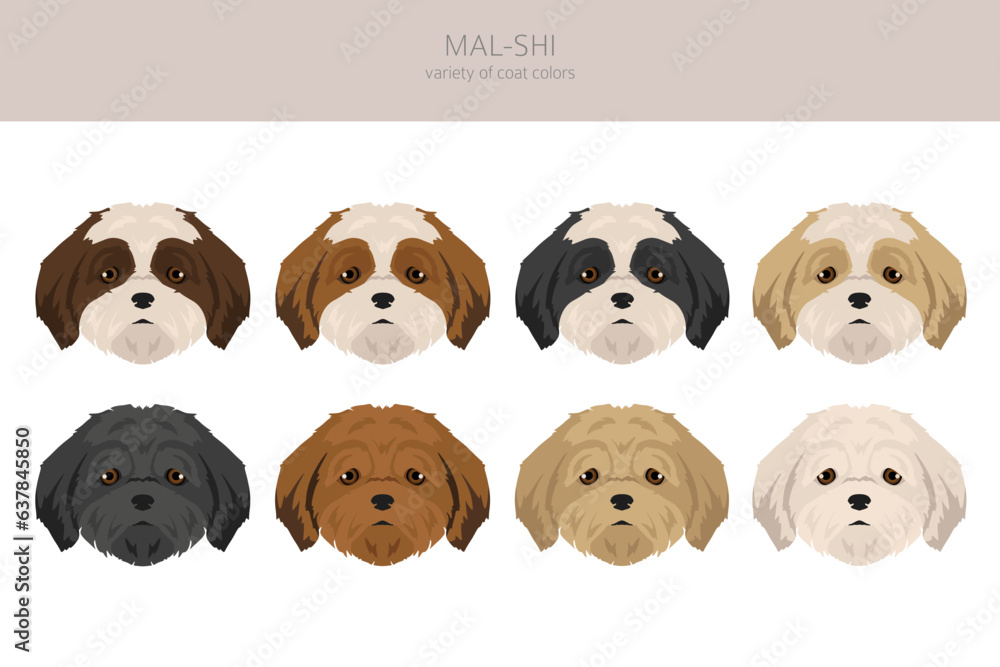 Mal-Shi clipart. Maltese Shih-Tzu mix. Different coat colors set Mal-Shi clipart. Maltese Shih-Tzu mix. Different coat colors set
