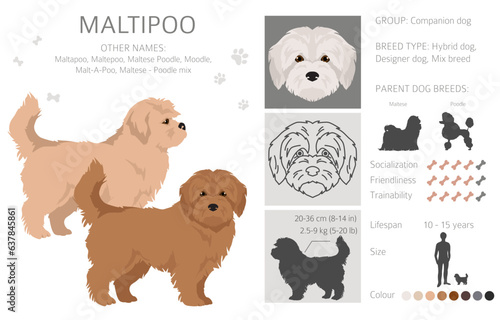 Maltipoo clipart. Maltese Poodle mix. Different coat colors set