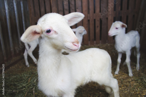 Cordero pequeño y blanco sonriente
