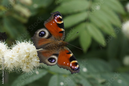 butterfly on a flower