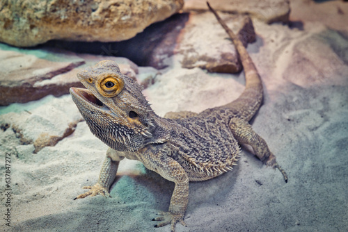 Wallpaper Mural Bartagamen (Pogona vitticeps) Torontodigital.ca