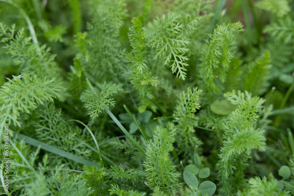 Foliage green plants flowers and grass comfortable comfortable natural sunlight background green summer Foliage green plants flowers and grass comfortable comfortable natural sunlight background green summer
