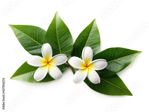 Plumeria tropical flowers with green leaves isolated on white © Artemiy