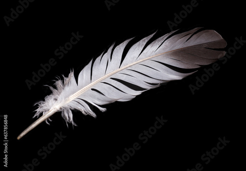 Bird's feather on a black background
