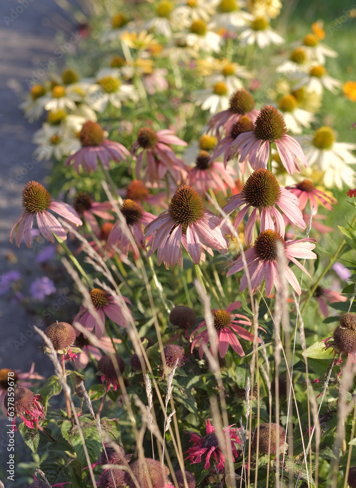 Echinacea purple in the sunlight in the garden against the background of yellow echinacea flowers Echinacea purple in the sunlight in the garden against the background of yellow echinacea flowers