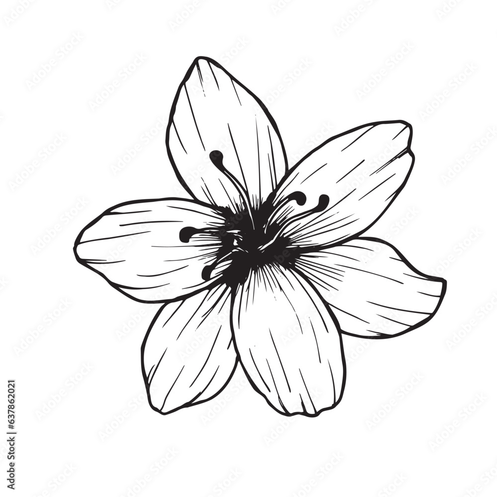 Lily flower graphic vector linear drawing.