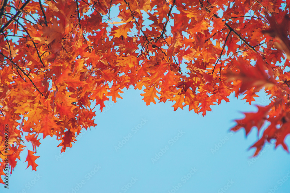 Autumn trees leaves against the sky. Selective focus. Autumn trees leaves against the sky. Selective focus.