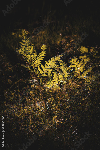 Green fern leaves with a dark background © Natalia