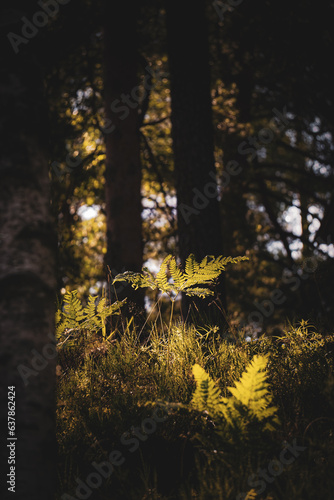 Green fern leaves with a dark background