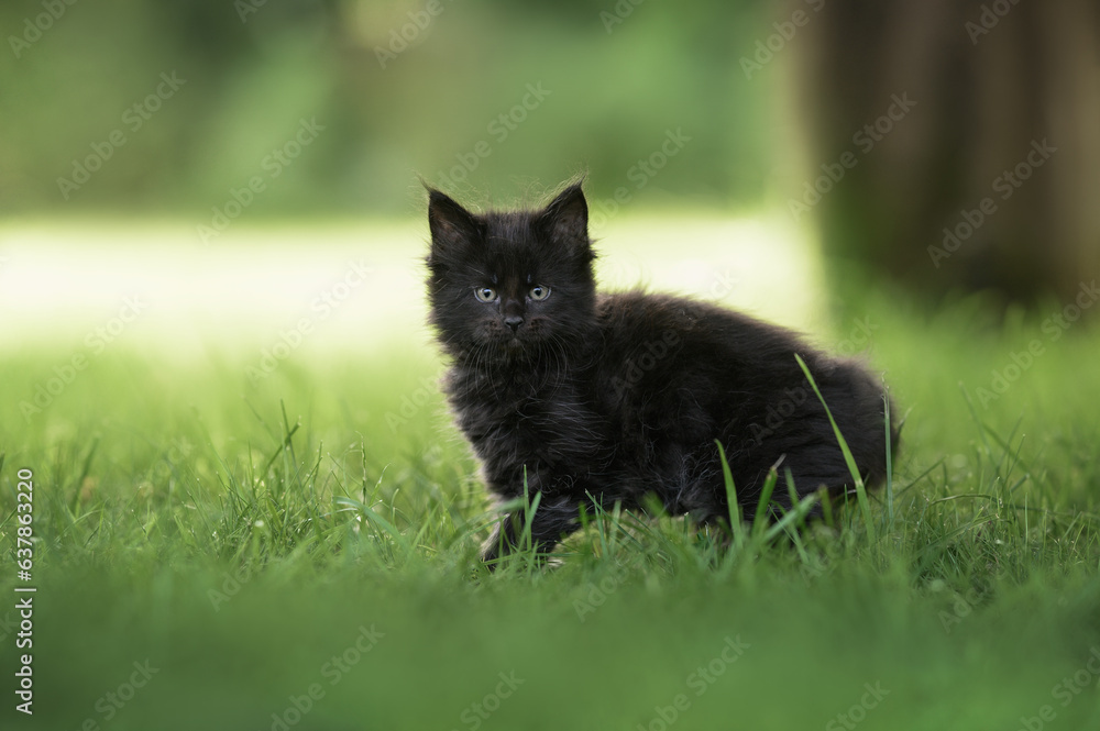 black maine coon kitten walking on grass in summer