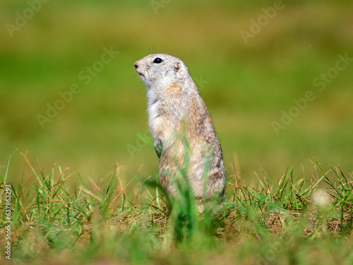 A prairie dog is standing on its hind legs in a grassy field and looking at a camera