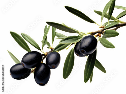 Olive branch with black olives isolated on a white background