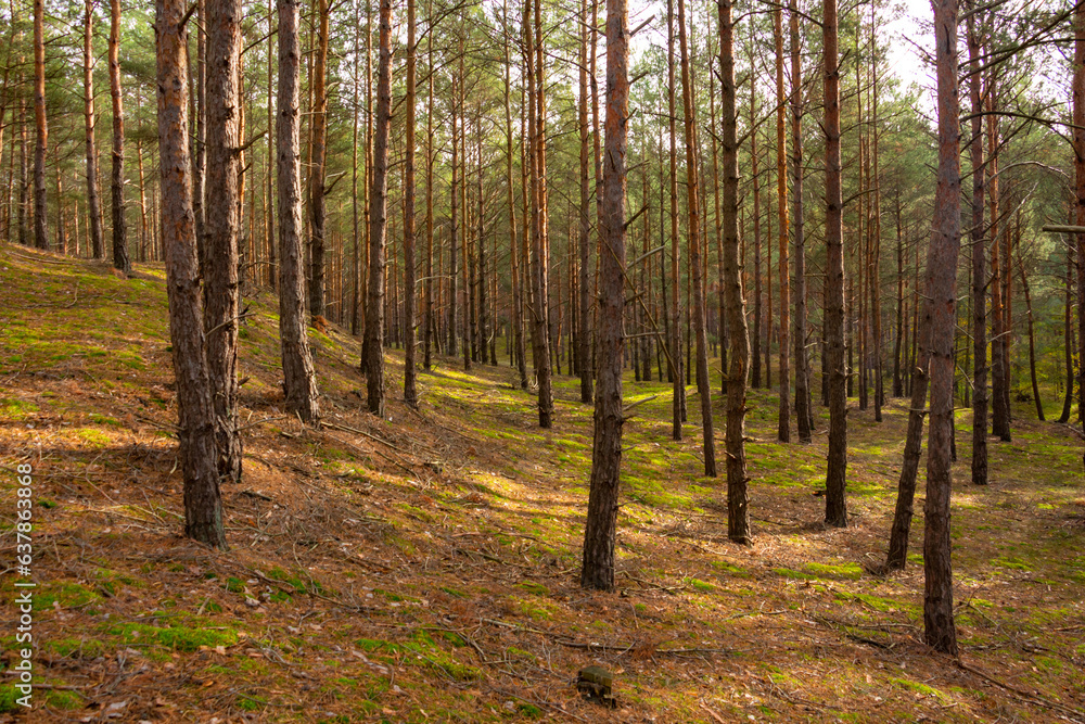 Beautiful autumn forest, old pine trees in the sun, fall Beautiful autumn forest, old pine trees in the sun, fall