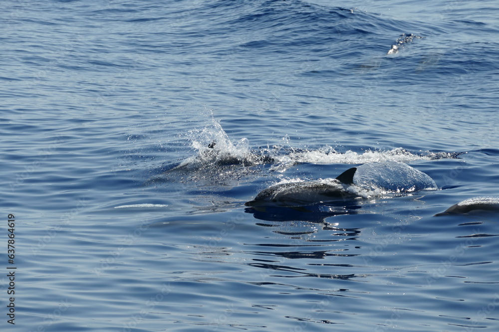 Fototapeta premium Whale Watching Ligurien - Delphin