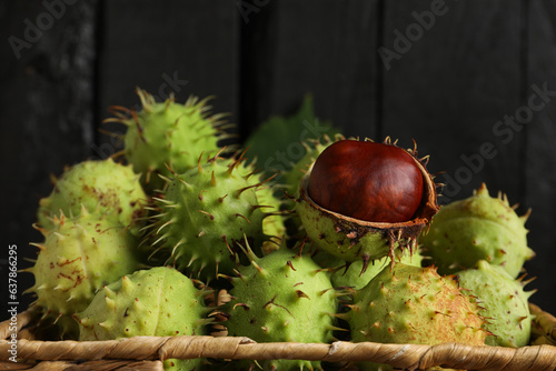 Green chestnut fruits in a wicker basket on a dark background
