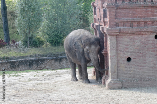 Photography elephants