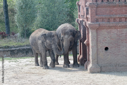Photography elephants