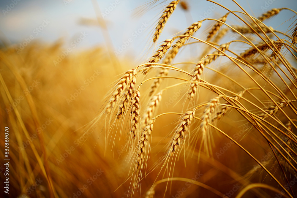 Wheat field. Ears of golden wheat closeup. Wheat field. Ears of golden wheat closeup.