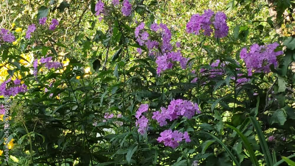 Bright summer garden flowers in full bloom. Purple phloxes. Bright summer garden flowers in full bloom. Purple phloxes.