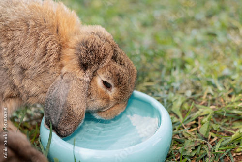 Rabbit drinking water from blue bowl, close up